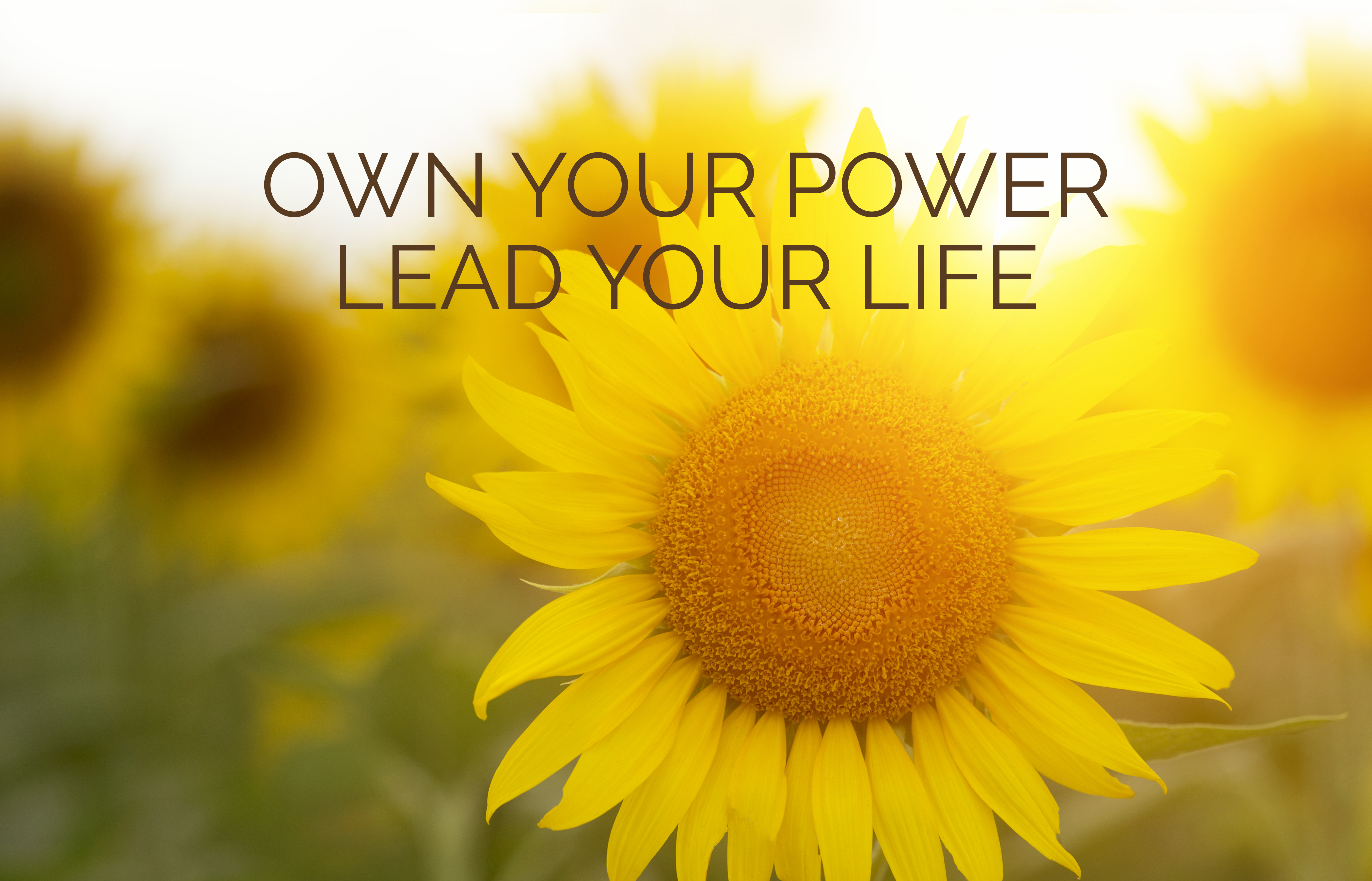 Backlit sunny sunflowers in flower field with sunlight.